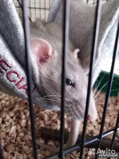 Передержка грызунов