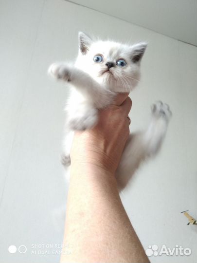 Шотландская