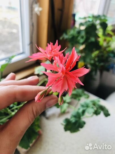 Пеларгония герань стеллар