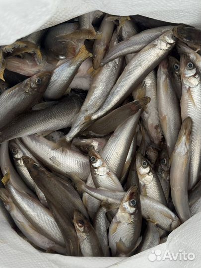 Корюшка свежемороженая