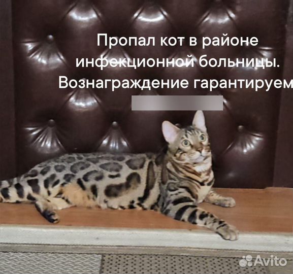 Потерялся кот