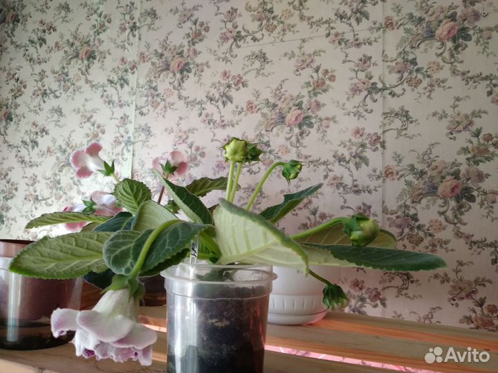 Глоксиния махровая