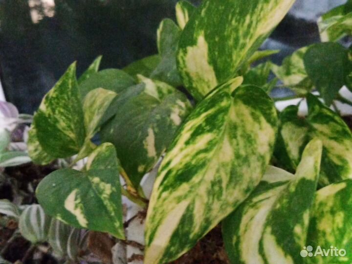 Сциндапсусы, эпипремнумы, филодендроны