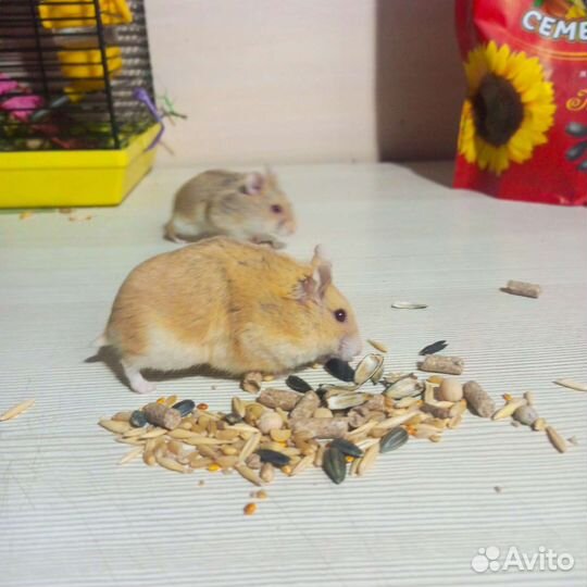 Джунгарский хомяк