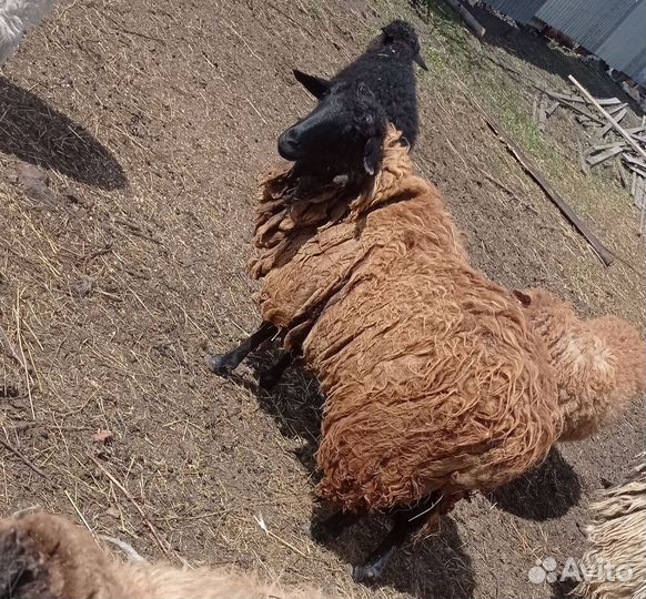 Овцы, ярочки