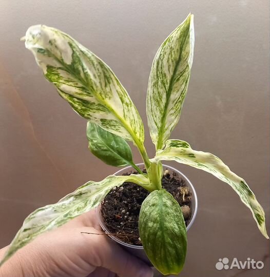 Спатифиллум Канифоль