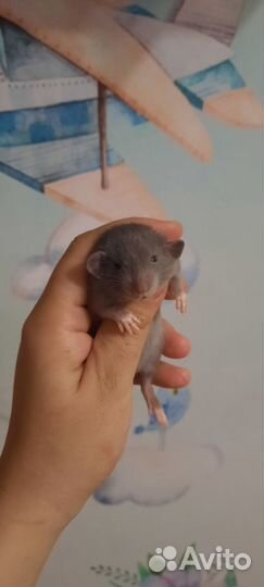 Крысята Дамбо