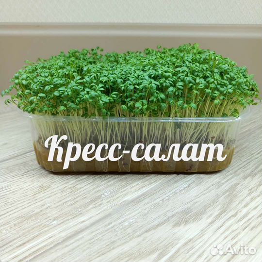 Микрозелень семена