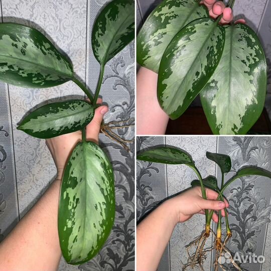 Комнатные растения