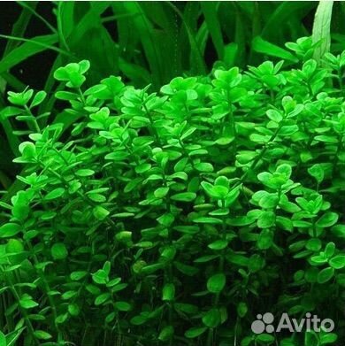 Неприхотливые аквариумные растения