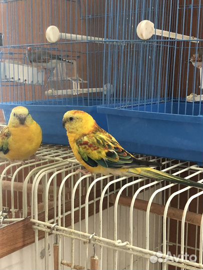 Певчий попугай