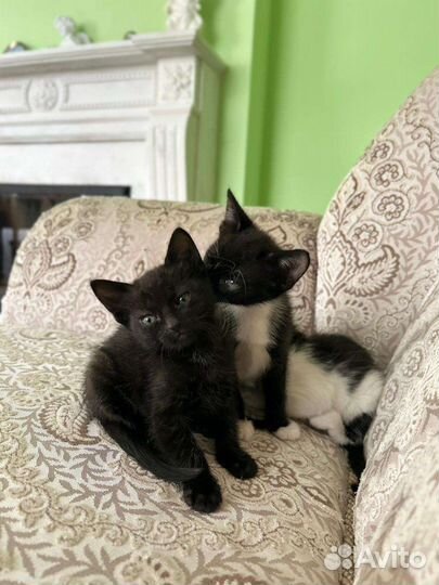 Котята в добрую семью