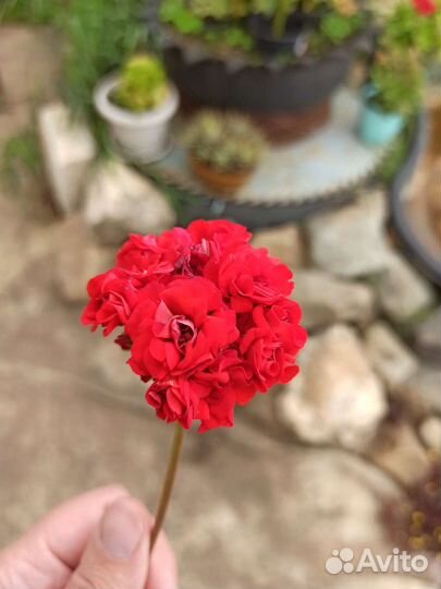 Пеларгония (герань)