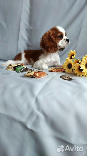 Щенок кавалер