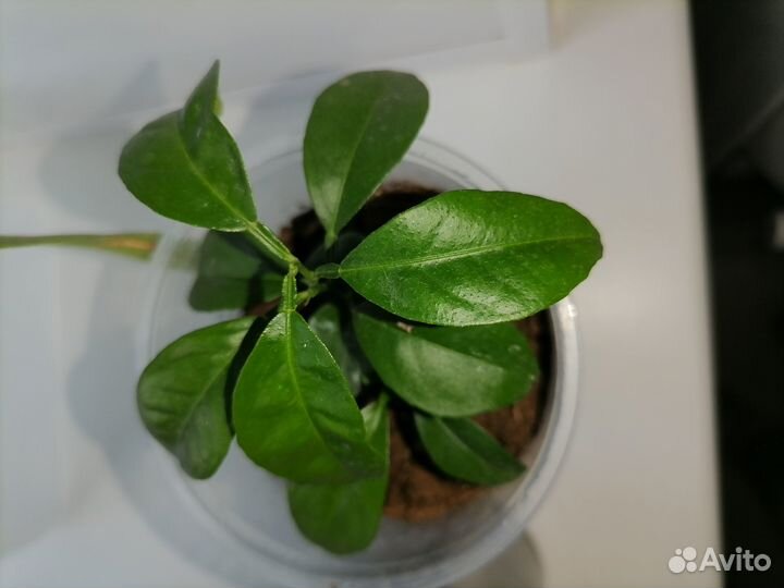 Мандариновое деревце