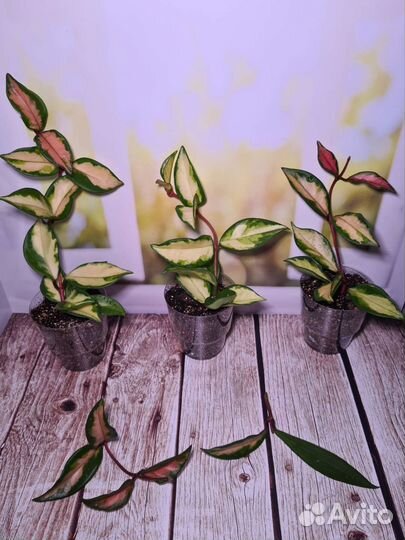 Хойя Кримсон Квин, Триколор, Вайети. Восковой плющ