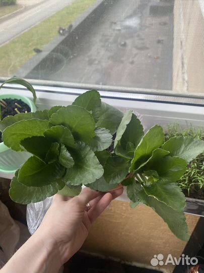 Комнатные цветы каланхоэ