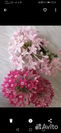 Пеларгония