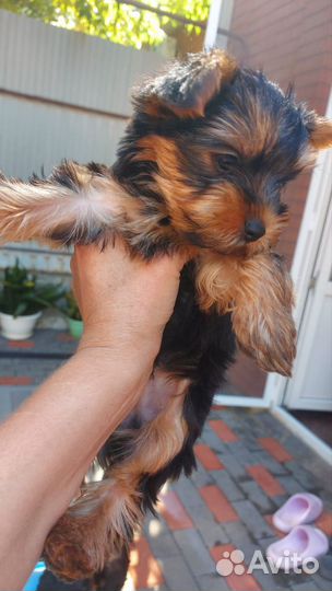 Йоркширский терьер щенки