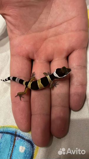 Гикон эублефар