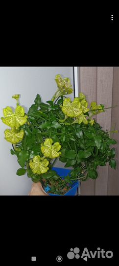 Растения для дома