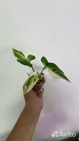 Сингониумы разные