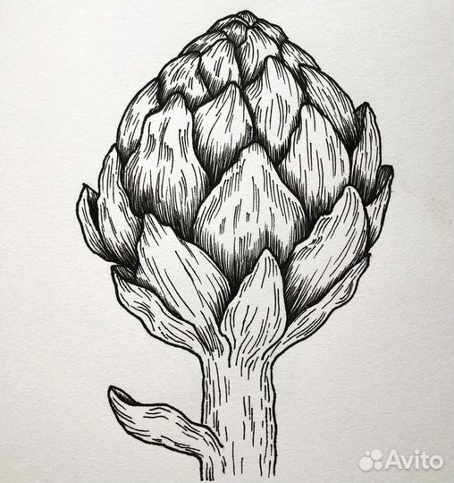 Роспись стен, ботаническая иллюстрация, digital