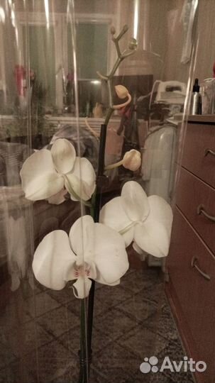 Орхидея фаленопсис белая