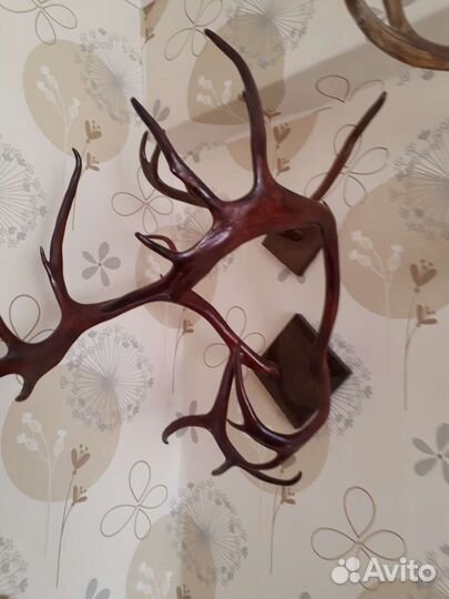 Рога оленя