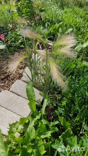 Ячмень гривастый - многолетник декоративный