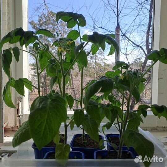 Комнатные помидоры