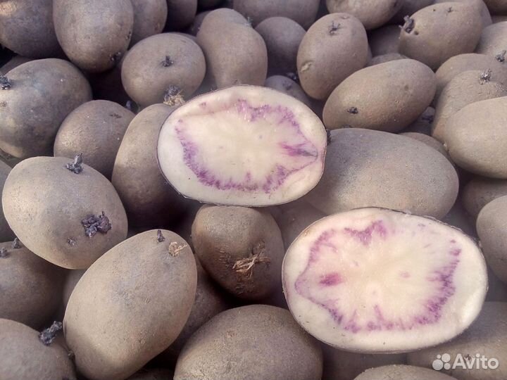 Семенной картофель