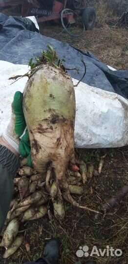 Свекла кормовая