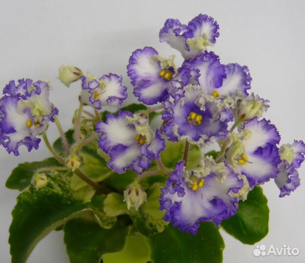 Сортовые фиалки