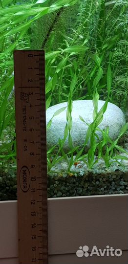 Аквариумные растения: Валлиснерия, роголистник и д