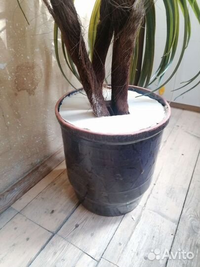 Драцена искусственная. Торг