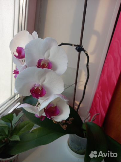 Хойя, рео, орхидея