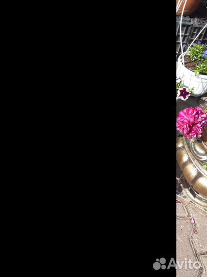 Герань пеларгония плющелистная