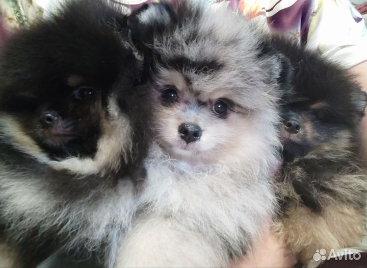 Померанский шпиц