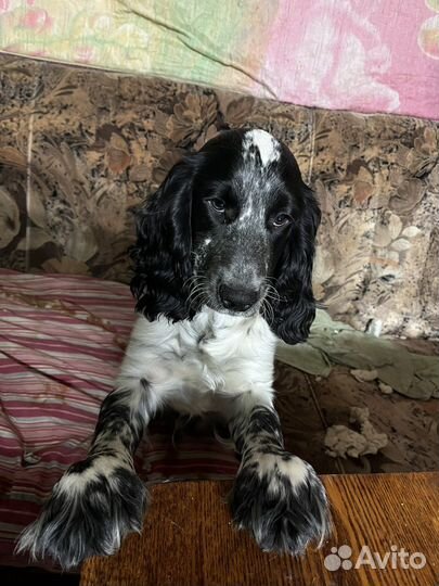 Русский спаниель вязка