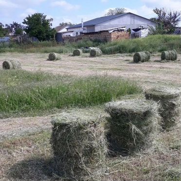 Продам сено в рулонах