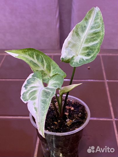 Сингониум Т-25 вариегатный