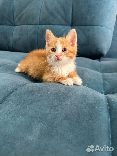 Рыжий котенок мальчик в добрые руки