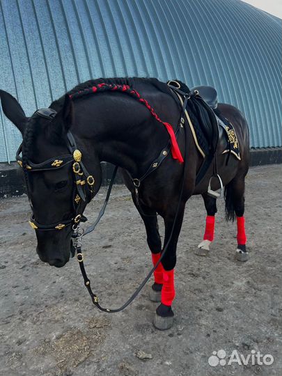 Конные прогулки Омск