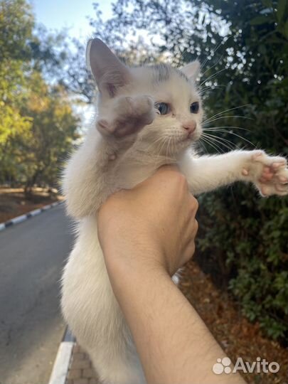 Котёнок, девочка