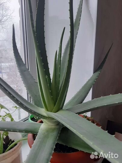 Алоэ вера лечебное
