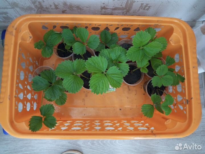 Саженцы виктории