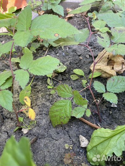 Саженцы бесшипной ежевики