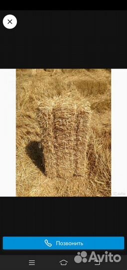 Солома пшеничная в тюках