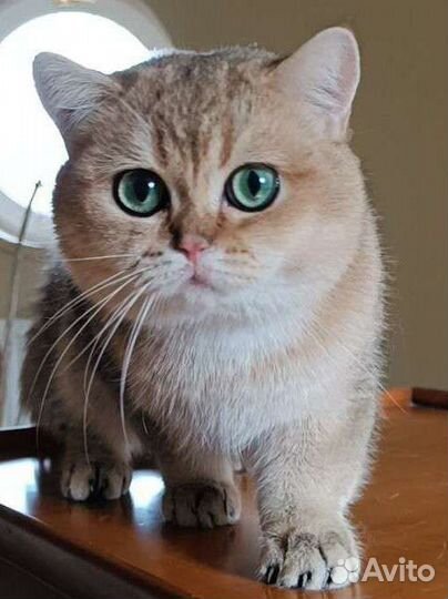 Британский котик